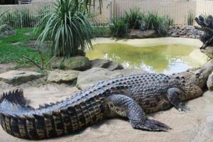 世界上现存体型最大的鳄鱼，咸水鳄(长7m/重1600kg)
