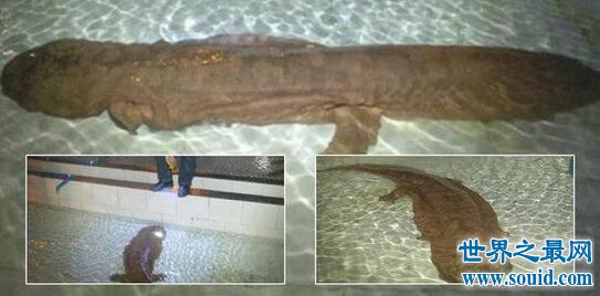 世界上年龄体型最大的蝾螈，200岁(身长1.4米)(www.gifqq.com)