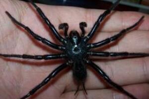 台湾体型最大的蜘蛛，上户蜘蛛(长20cm/有剧毒)