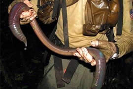 世界上最大的蚯蚓，澳大利亚巨型蚯蚓长达3米(图)