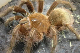 世界上最大的蜘蛛，亚马逊巨人食鸟蛛(0.3米长)