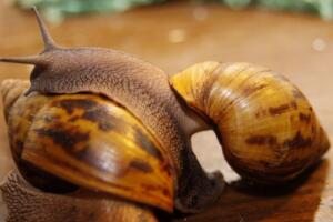 世界上破坏性最强的蜗牛，非洲大蜗牛(田园杀手)