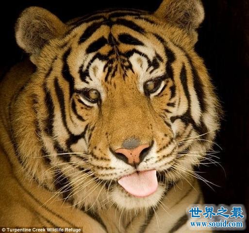 世界上最丑的老虎，孟加拉虎变白虎(近亲繁殖的悲剧)(www.gifqq.com)