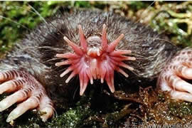 世界上进食最快的动物，星鼻鼹鼠(0.25秒全部搞定)