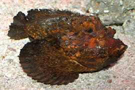 世界上最丑陋最毒的鱼，石头鱼(世界十大毒王之一)