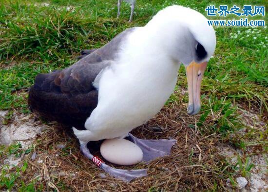 世界上最老的海鸟，66岁依然尽职孵蛋(www.gifqq.com)