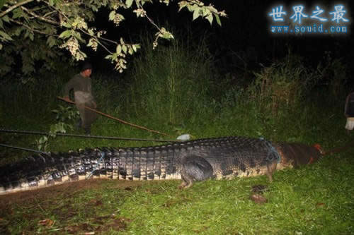 世界上最大的鳄鱼，洛龙(长6.4米/重1075公斤)(www.gifqq.com)