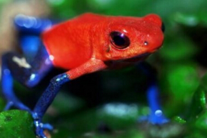 红带箭毒蛙，最毒的杀手(可以毒死200万只老鼠）