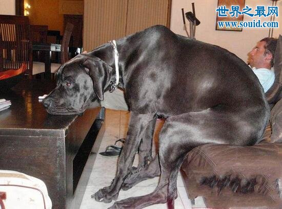 世界最高大的狗，大乔治高达2.2米(比人还高)(www.gifqq.com)