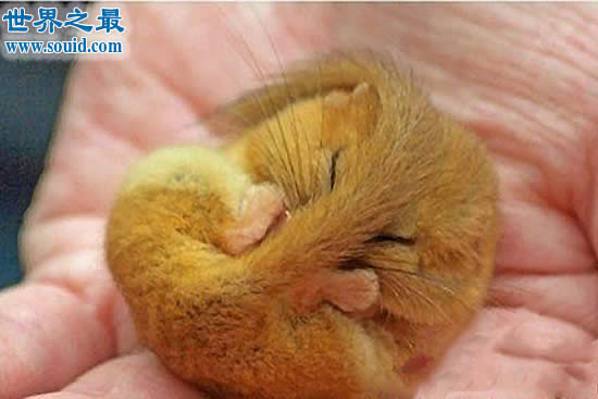 冬眠时间最长的动物，睡鼠(长达9个月/往往被饿死)(www.gifqq.com)