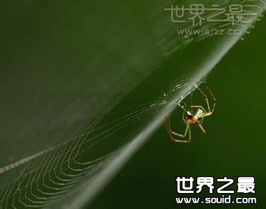 世界上最小的蜘蛛(www.gifqq.com)