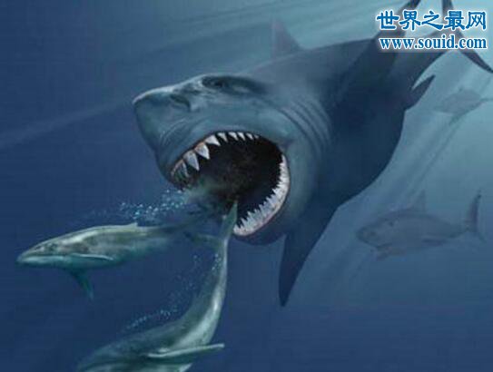 史前最大的鲨鱼，体长21米的巨牙鲨(以鲸鱼为食)(www.gifqq.com)