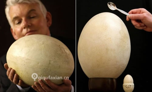 世界上最大的鸡蛋(www.gifqq.com)