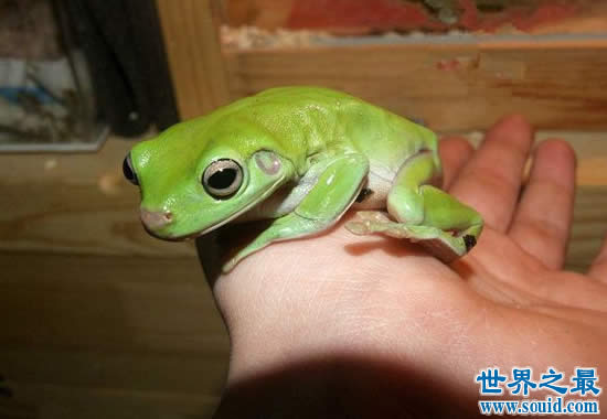 世界上最可爱的青蛙，老爷树蛙(肥胖又可爱)(www.gifqq.com)