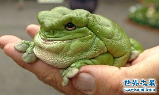 世界上最可爱的青蛙，老爷树蛙(肥胖又可爱)(www.gifqq.com)