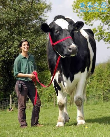 世界上最大的奶牛，身高接近2米高(www.gifqq.com)