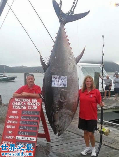 世界上最大的金枪鱼，日本捕获834斤(可供3000食用)(www.gifqq.com)