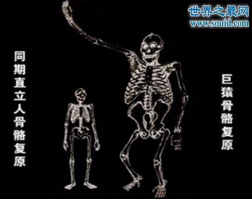 史上最大的猿，三米高巨猿(和人类同一祖先)(www.gifqq.com)
