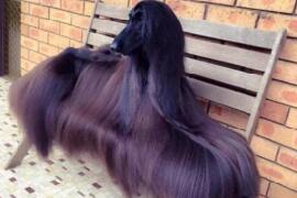 世界上最漂亮的狗，一身光泽的毛发(高贵如女王)