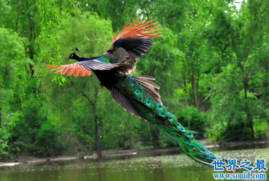 世界上最美的孔雀，飞起来的孔雀如仙鸟下凡(图)(www.gifqq.com)