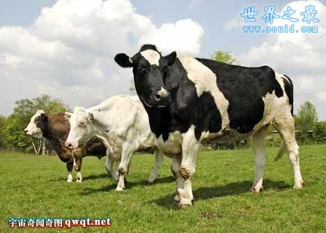 世界上最大的奶牛，身高接近2米高(www.gifqq.com)