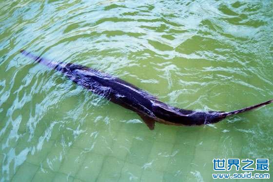 世界上最长的淡水鱼(www.gifqq.com)