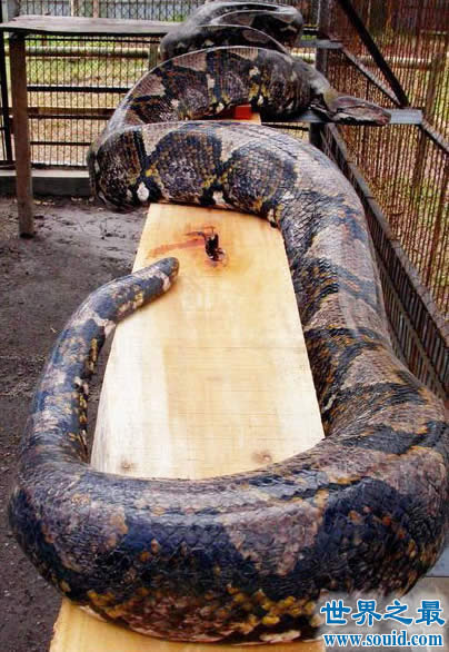 世界上最重的蛇，巴西炸出重1吨长10米巨蟒(视频)(www.gifqq.com)