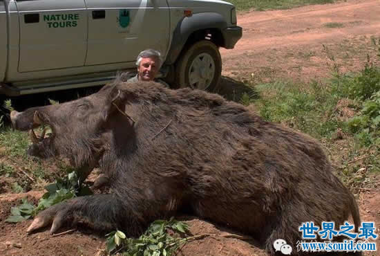 世界上最大的野猪，454公斤的野猪(图)(www.gifqq.com)