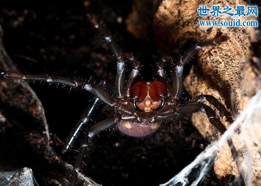 台湾体型最大的蜘蛛，上户蜘蛛(长20cm/有剧毒)(www.gifqq.com)