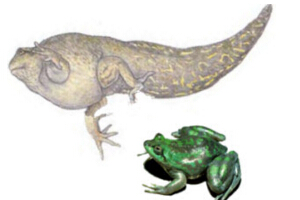 世界上最大的蝌蚪，长0.25米的不合理蛙(比青蛙还大)