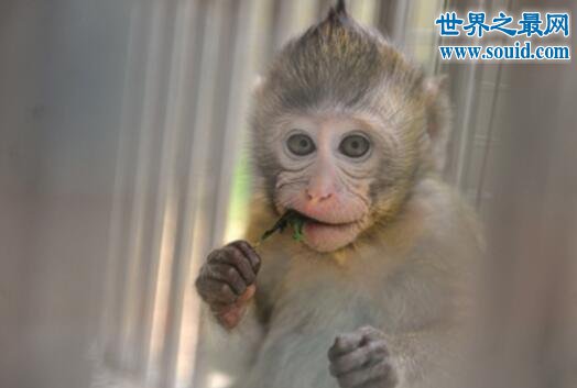 世界上最珍稀的猴子，食蟹猴(常年被走私贩卖)(www.gifqq.com)