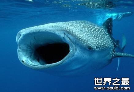 世界上最长的鱼(www.gifqq.com)
