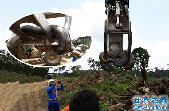 世界上最重的蛇，巴西炸出重1吨长10米巨蟒(视频)(www.gifqq.com)