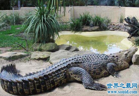 世界上现存体型最大的鳄鱼，咸水鳄(长7m/重1600kg)(www.gifqq.com)