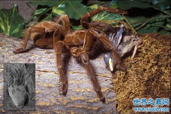 世界上最大的蜘蛛，巨蜘蛛和狗一样大(吃人乃谣言)(www.gifqq.com)