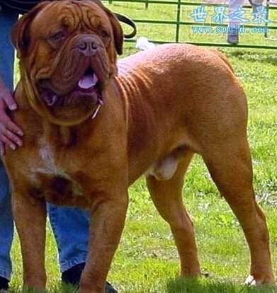 世界上最大的狗排名，可以当马骑(图)(www.gifqq.com)