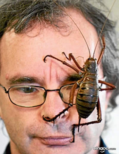 世界上最大的昆虫，盘点12个超巨型大虫子(图)(www.gifqq.com)