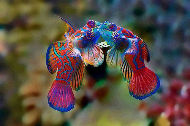 地球上颜色最诡异的动物大全，你绝对没见过(图)(www.gifqq.com)
