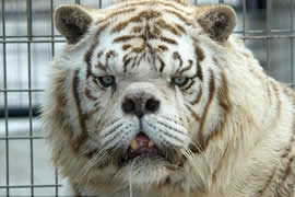 世界上最丑的老虎，孟加拉虎变白虎(近亲繁殖的悲剧)