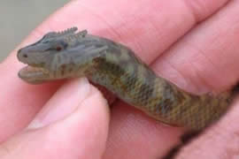 世界上最耐饿的动物，洞螈可以长达10年不进食