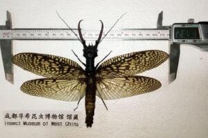 世界上最大的水生昆虫，越中巨齿蛉(21.69厘米)