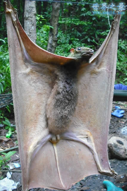 世界上最大的蝙蝠，金冠飞狐(比人还高)(www.gifqq.com)