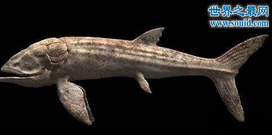 世界上最大的硬骨鱼类，身长27米的利兹鱼(鲸鲨都是它小弟)(www.gifqq.com)