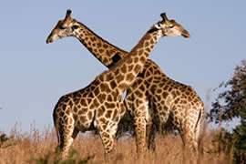 世界上最大最高的长颈鹿，高达6米(太高致还是光棍)