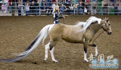 关于马匹的10个世界之最，史上最全纪录(www.gifqq.com)