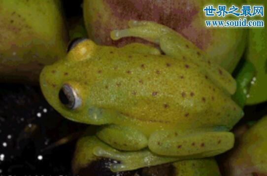 世界上第一种荧光蛙，散发蓝绿色荧光的圆点树蛙(www.gifqq.com)