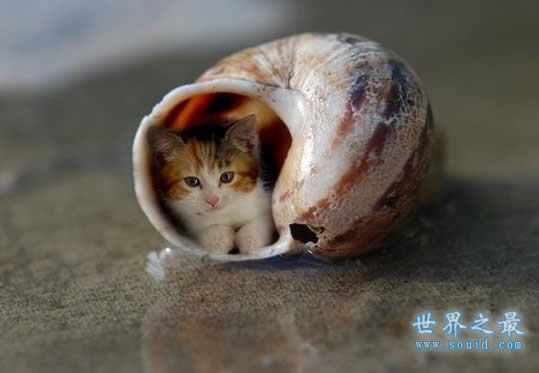世界上最小的猫，比可乐罐还小(组图)(www.gifqq.com)