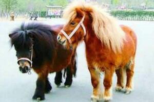 世界上最矮的马，中国德保矮马(仅80厘米)