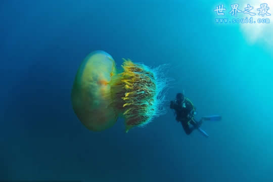 世界上最大的水母，越前水母(有毒但可以吃)(www.gifqq.com)