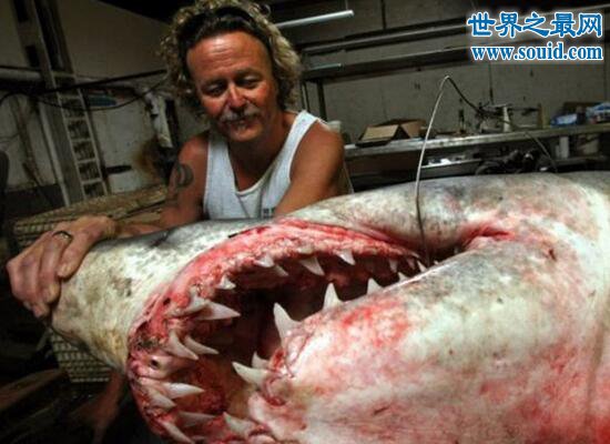 灰鲭鲨，速度最快最凶猛的吃人鲨鱼(www.gifqq.com)